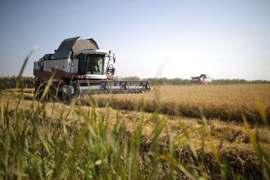 Russia Rice Harvest