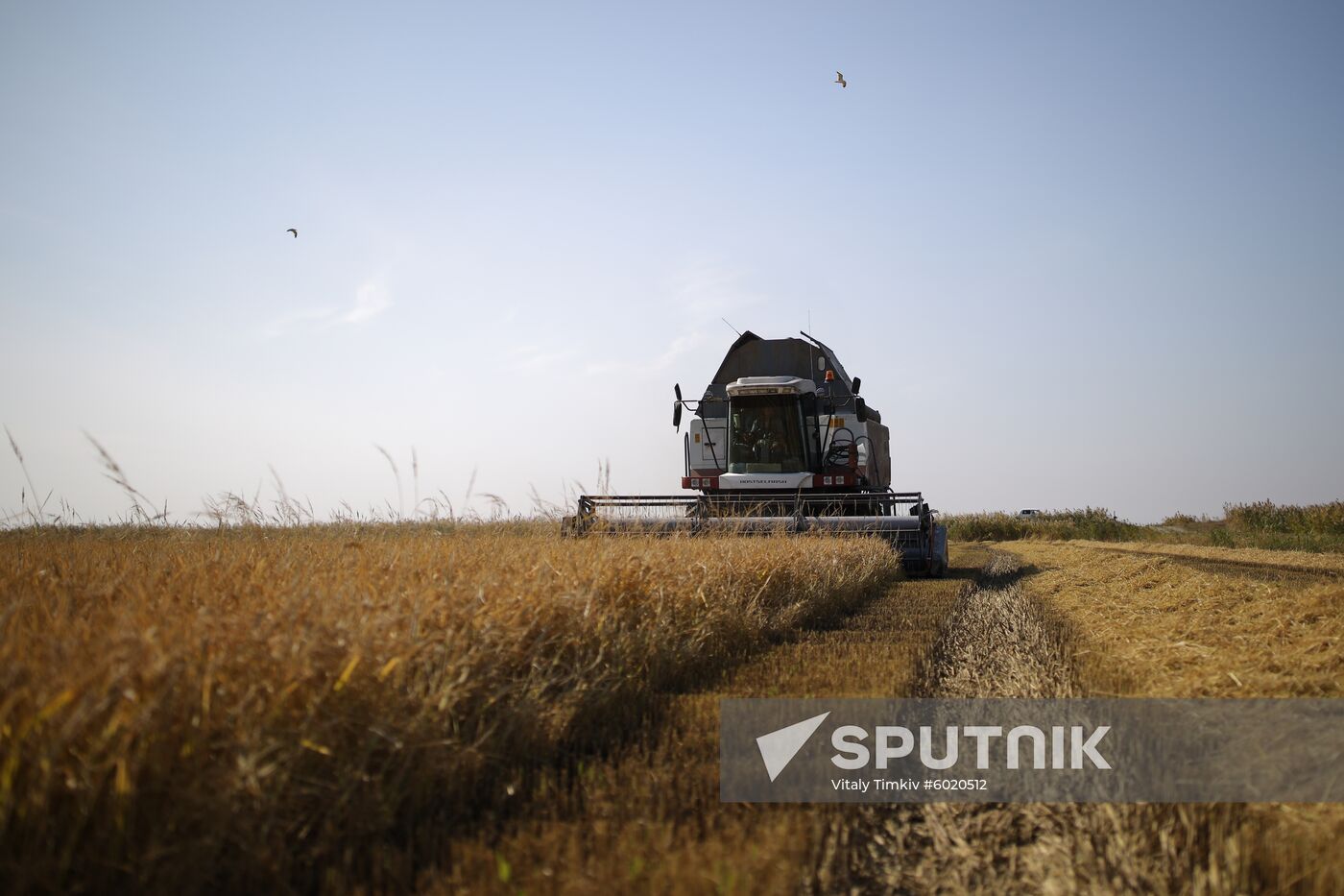 Russia Rice Harvest