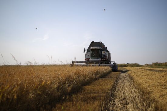 Russia Rice Harvest