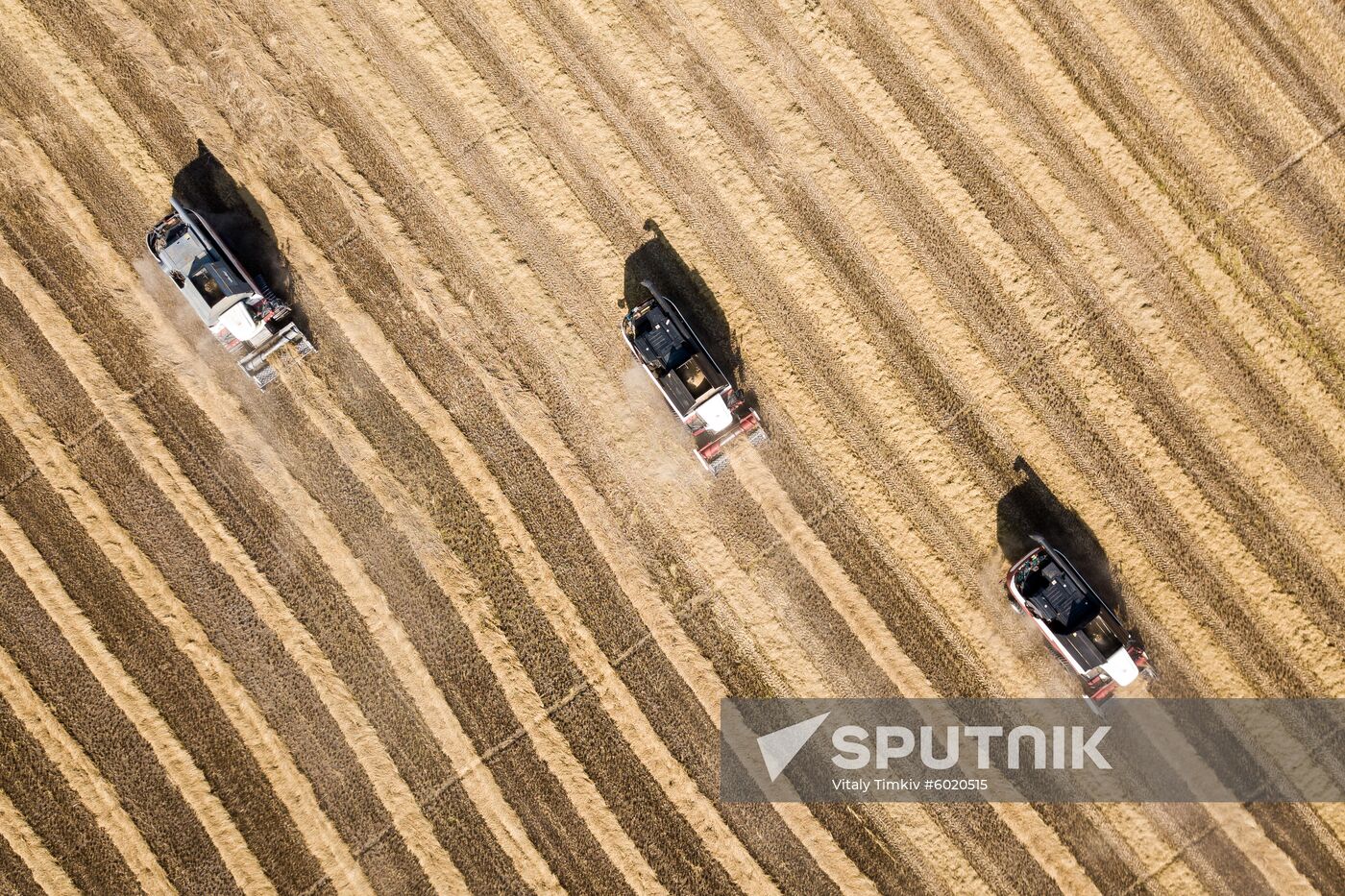 Russia Rice Harvest
