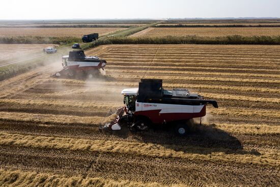 Russia Rice Harvest