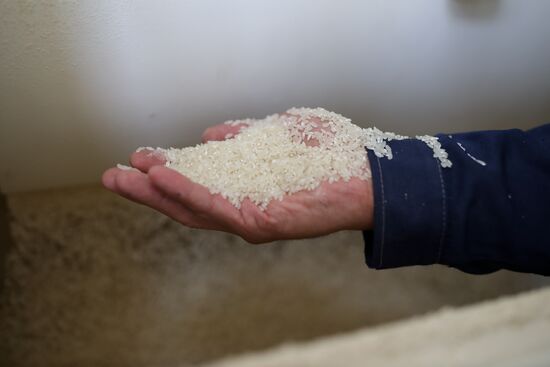 Russia Rice Harvest