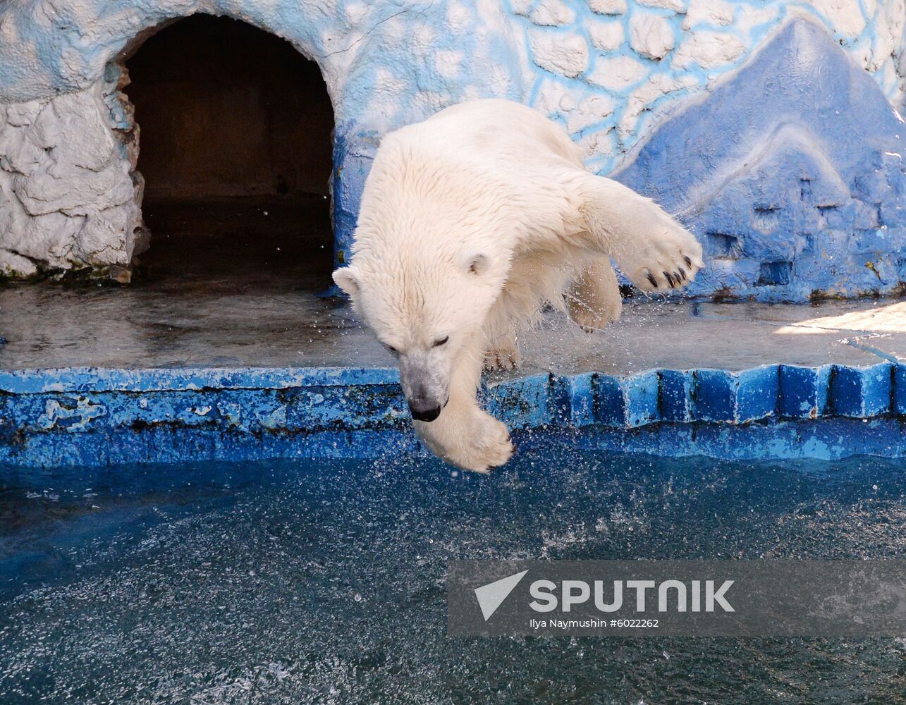 Russia Polar Bears