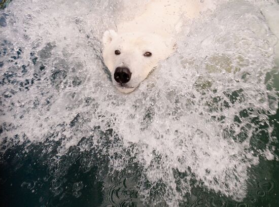 Russia Polar Bears