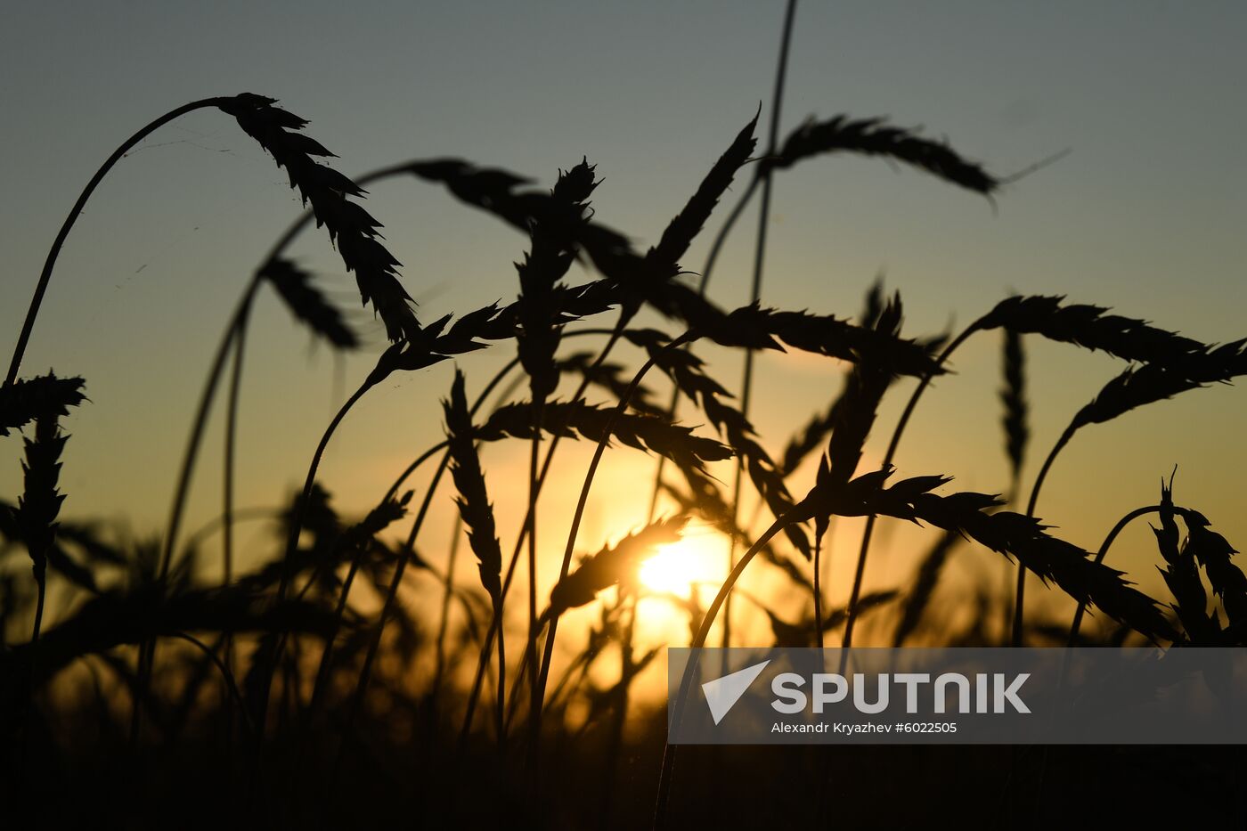 Russia Wheat Harvest