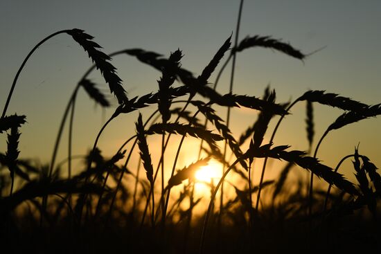 Russia Wheat Harvest