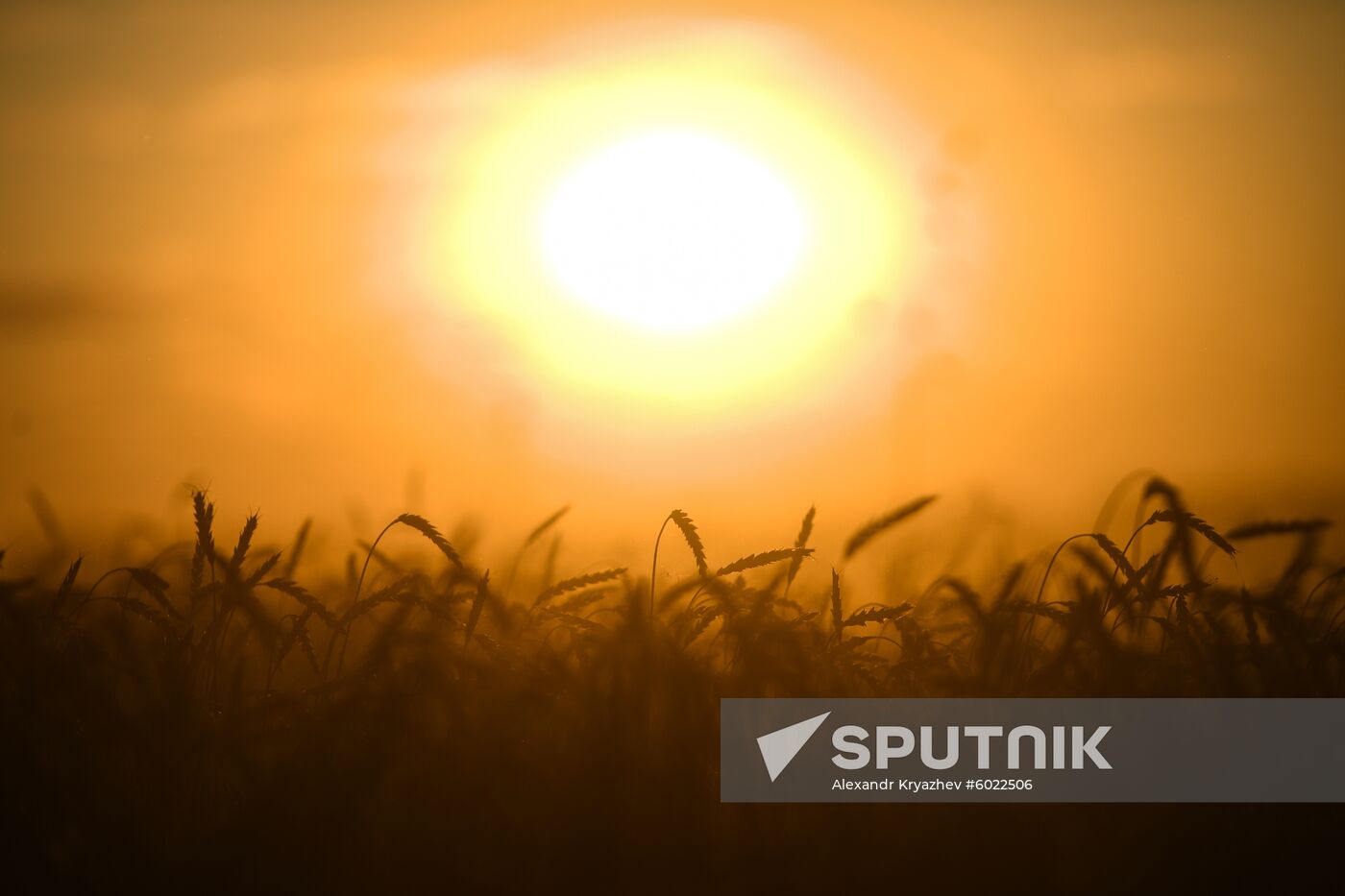 Russia Wheat Harvest