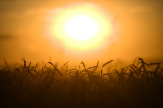 Russia Wheat Harvest
