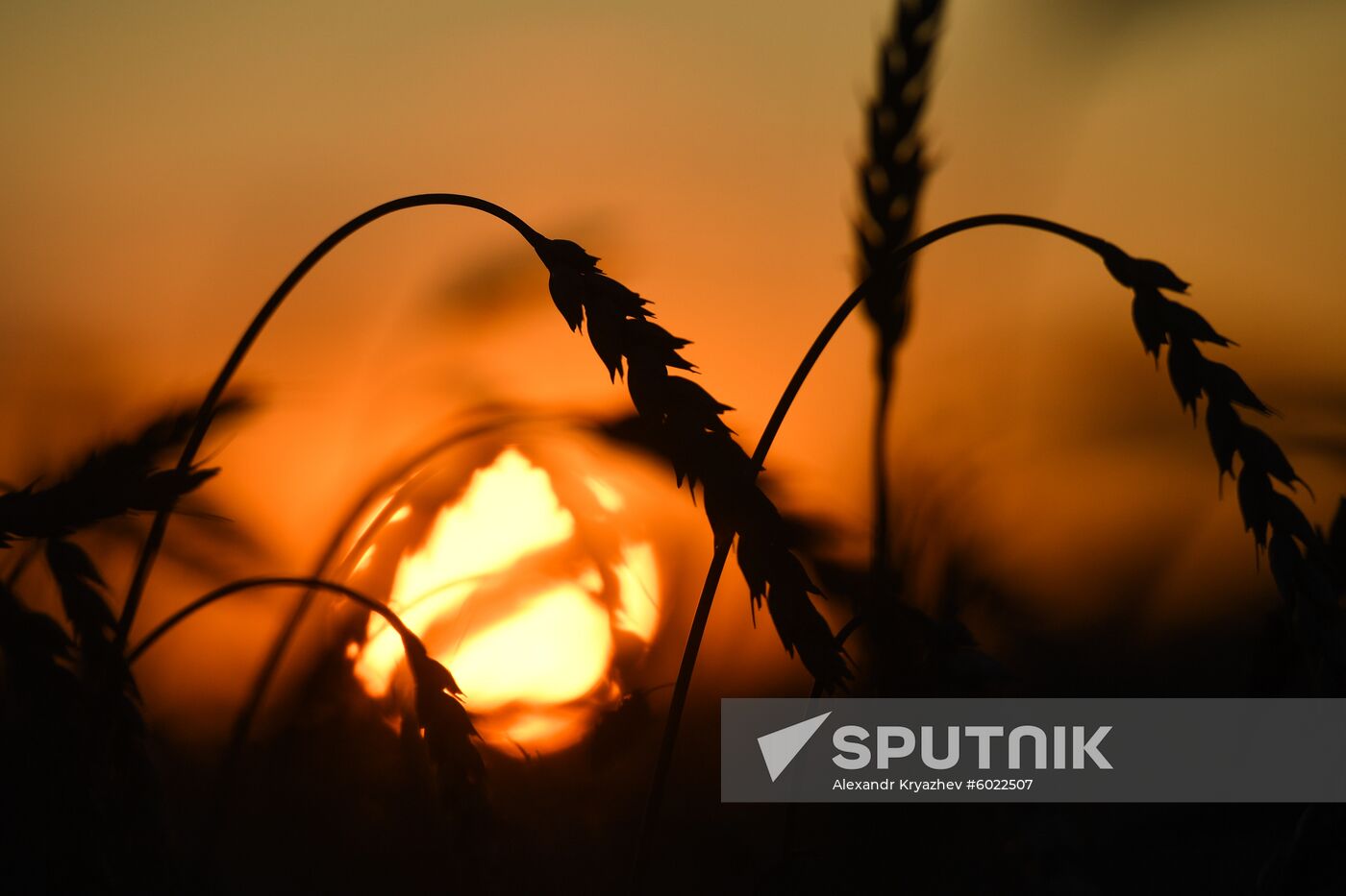 Russia Wheat Harvest