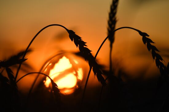 Russia Wheat Harvest