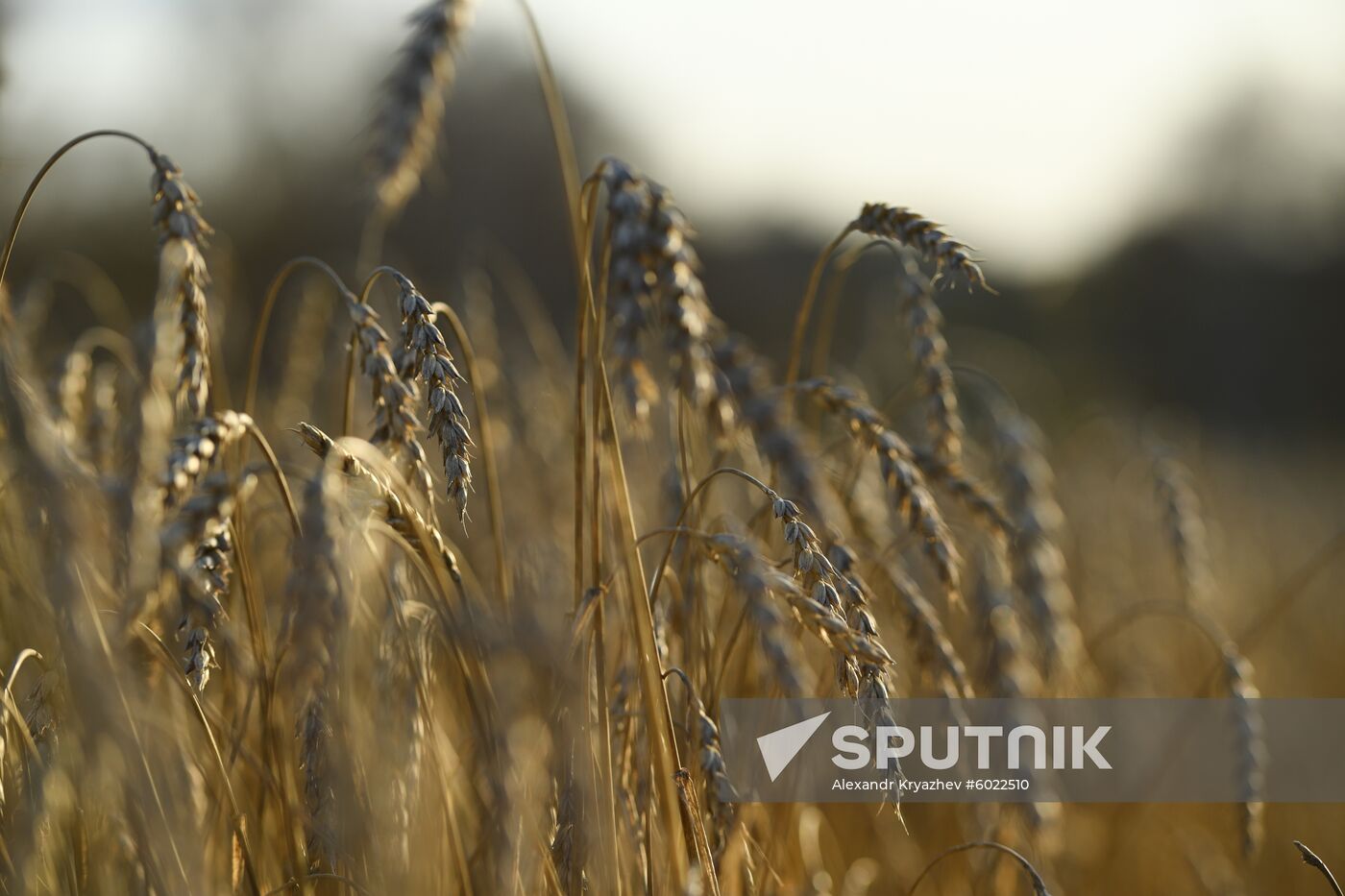 Russia Wheat Harvest