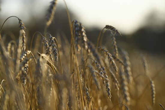 Russia Wheat Harvest