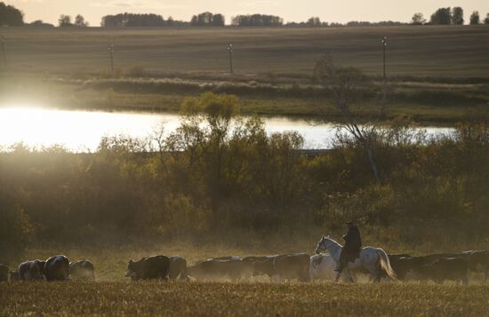 Russia Wheat Harvest