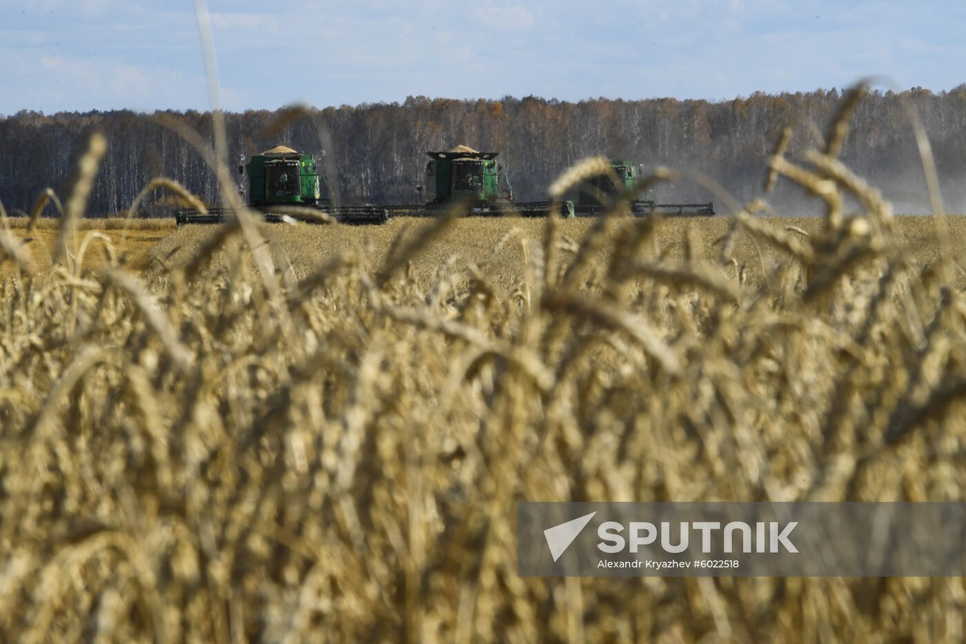 Russia Wheat Harvest