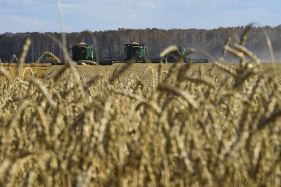 Russia Wheat Harvest