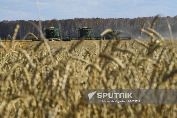 Russia Wheat Harvest