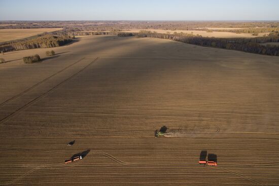 Russia Wheat Harvest