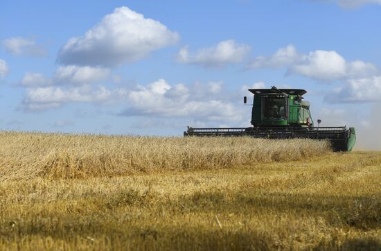 Russia Wheat Harvest