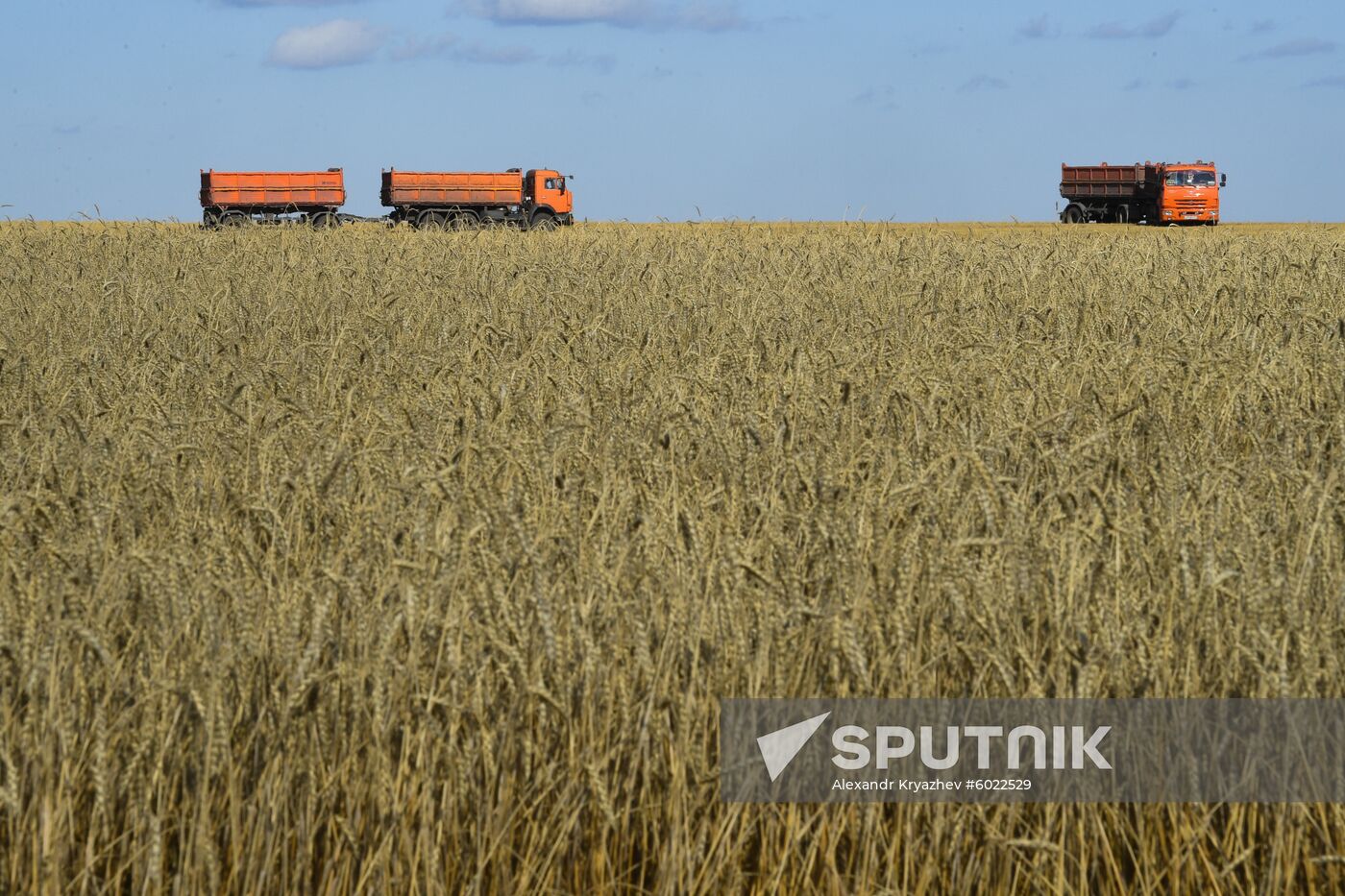 Russia Wheat Harvest