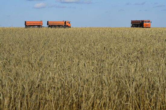 Russia Wheat Harvest
