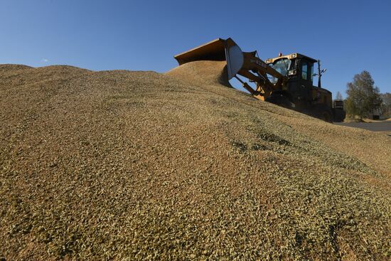 Russia Wheat Harvest