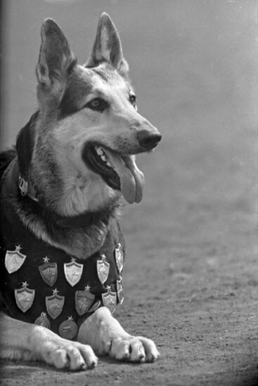 East European shepherd dog