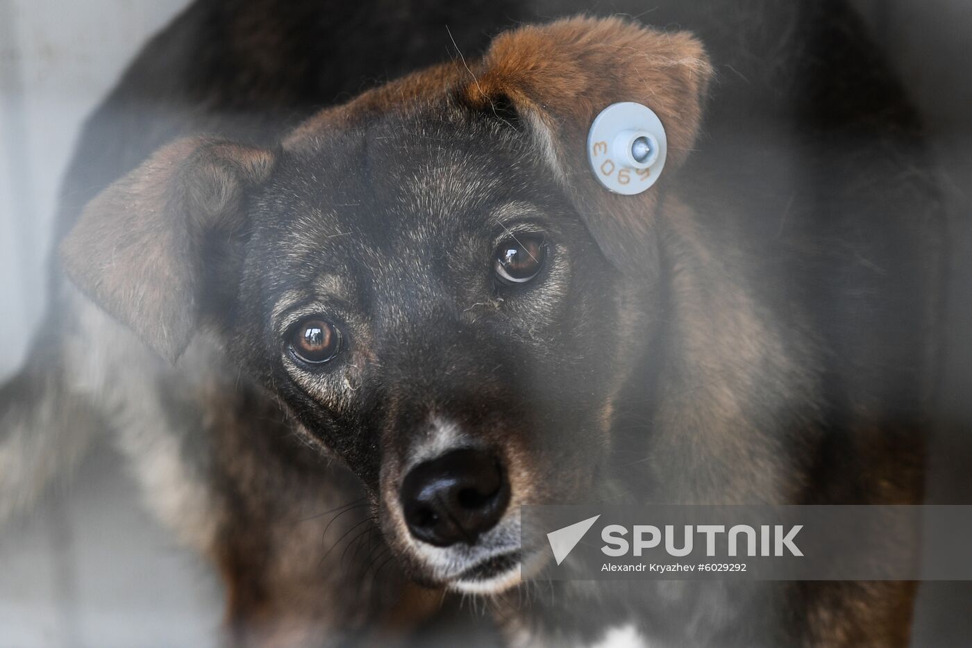 Russia Floods Aftermath 