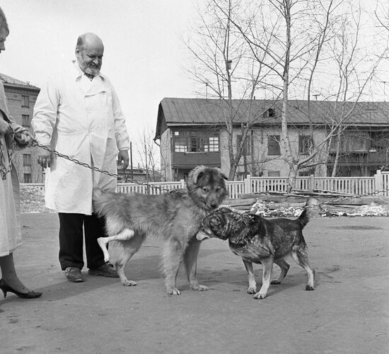 Experimental surgeon Anastasy Lapchinsky