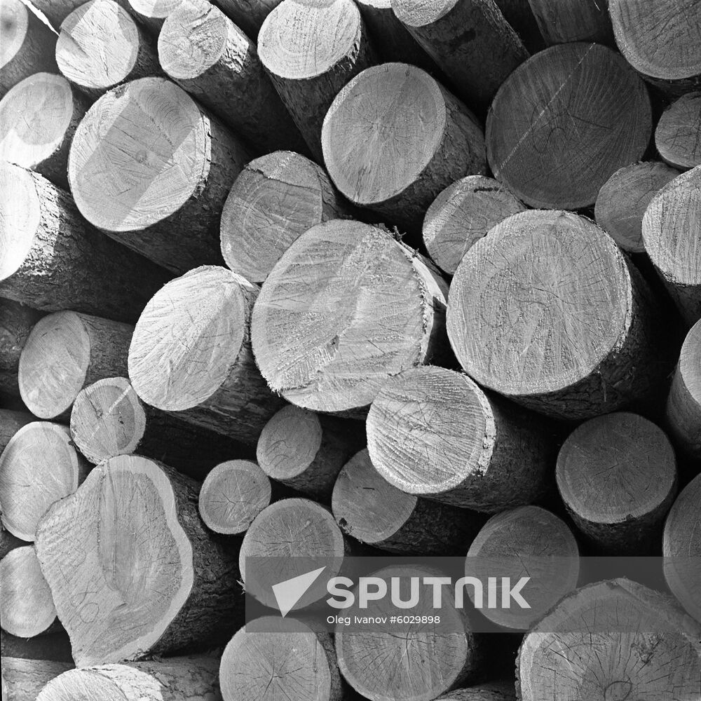 Siberian timber before shipment