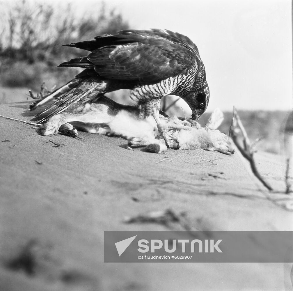 Golden eagle preys on saiga in Kazakhstani steppes
