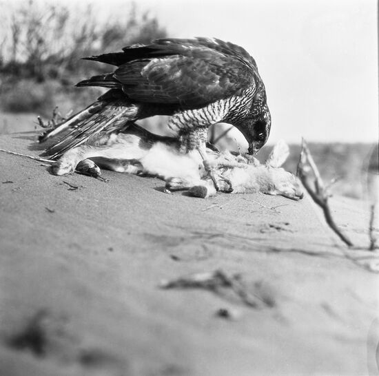 Golden eagle preys on saiga in Kazakhstani steppes