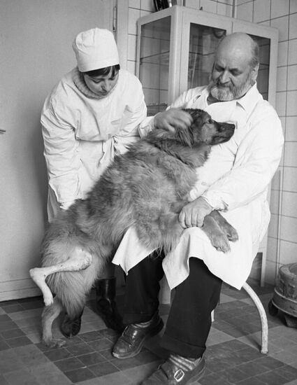 Experimental surgeon Anastasy Lapchinsky