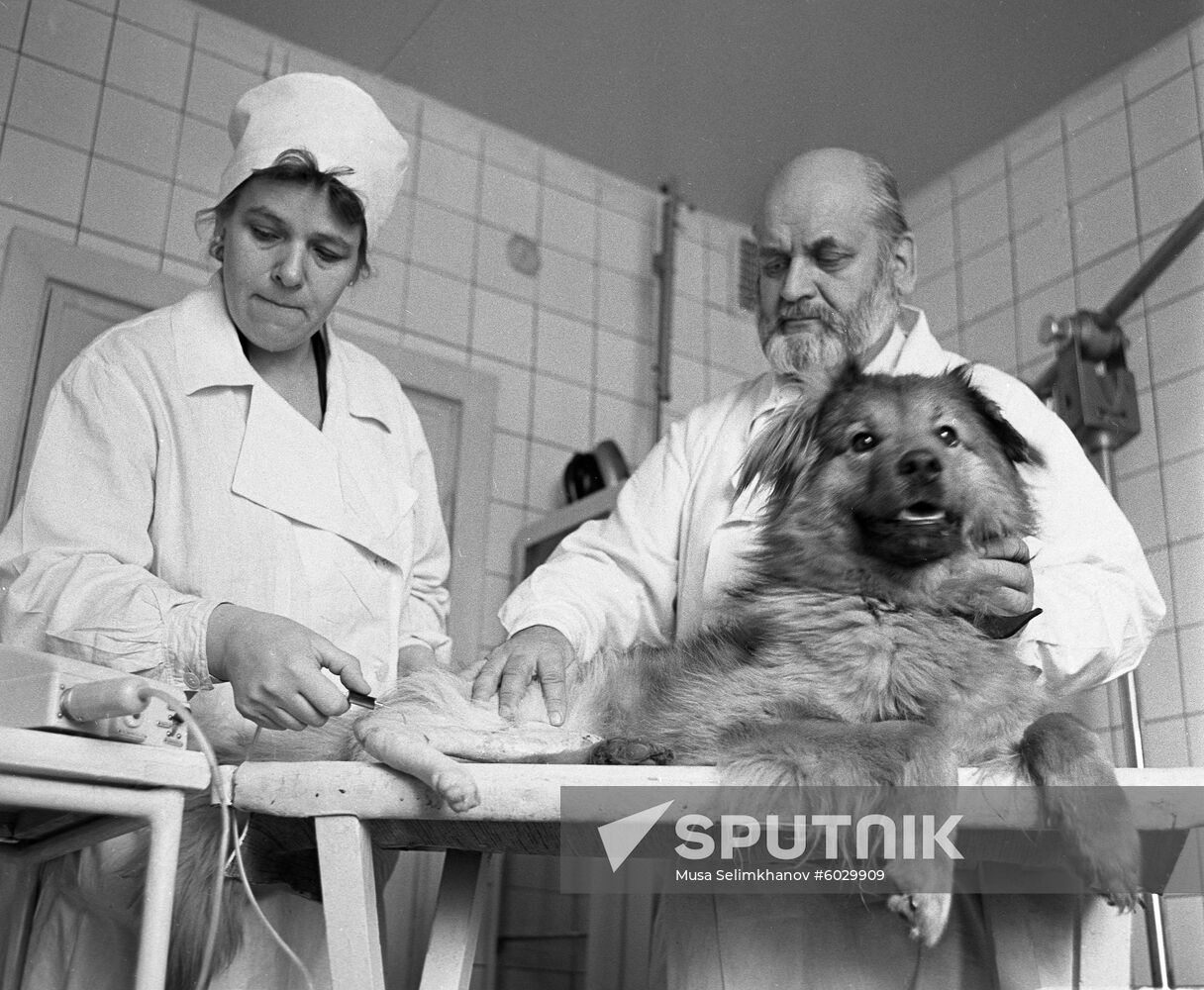 Experimental surgeon Anastasy Lapchinsky