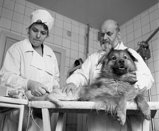 Experimental surgeon Anastasy Lapchinsky