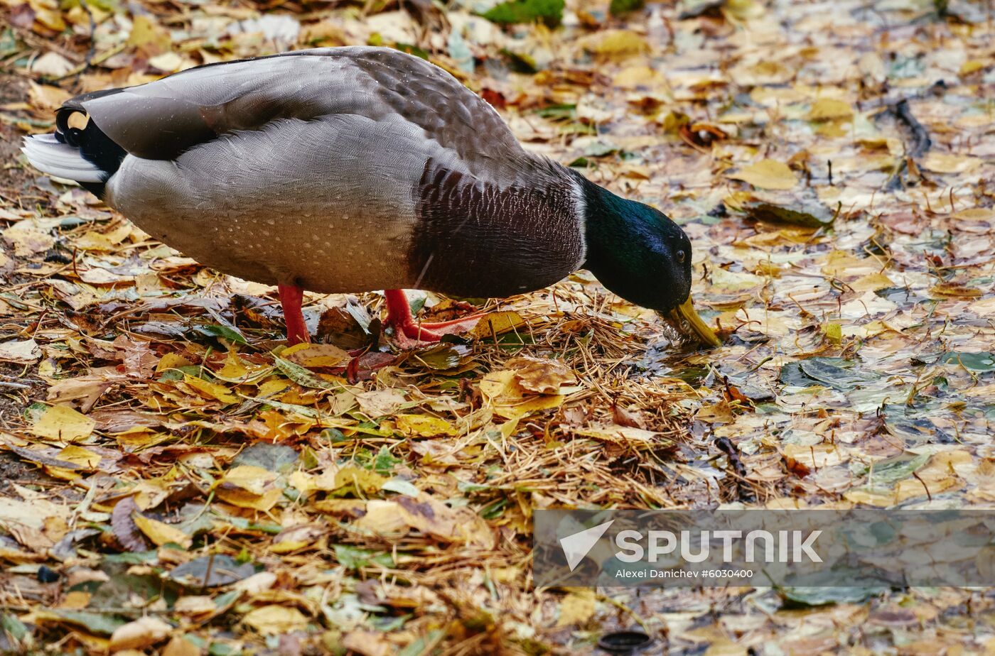 Russia Autumn