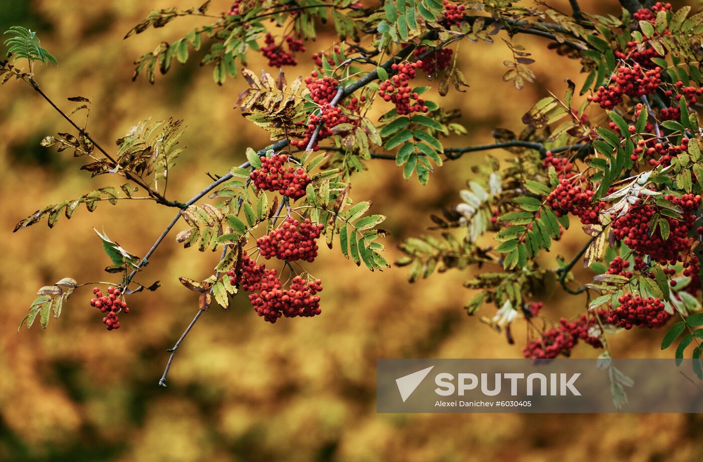 Russia Autumn