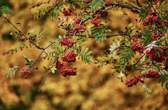 Russia Autumn