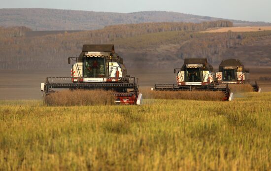 Russia Rapeseed Harvest