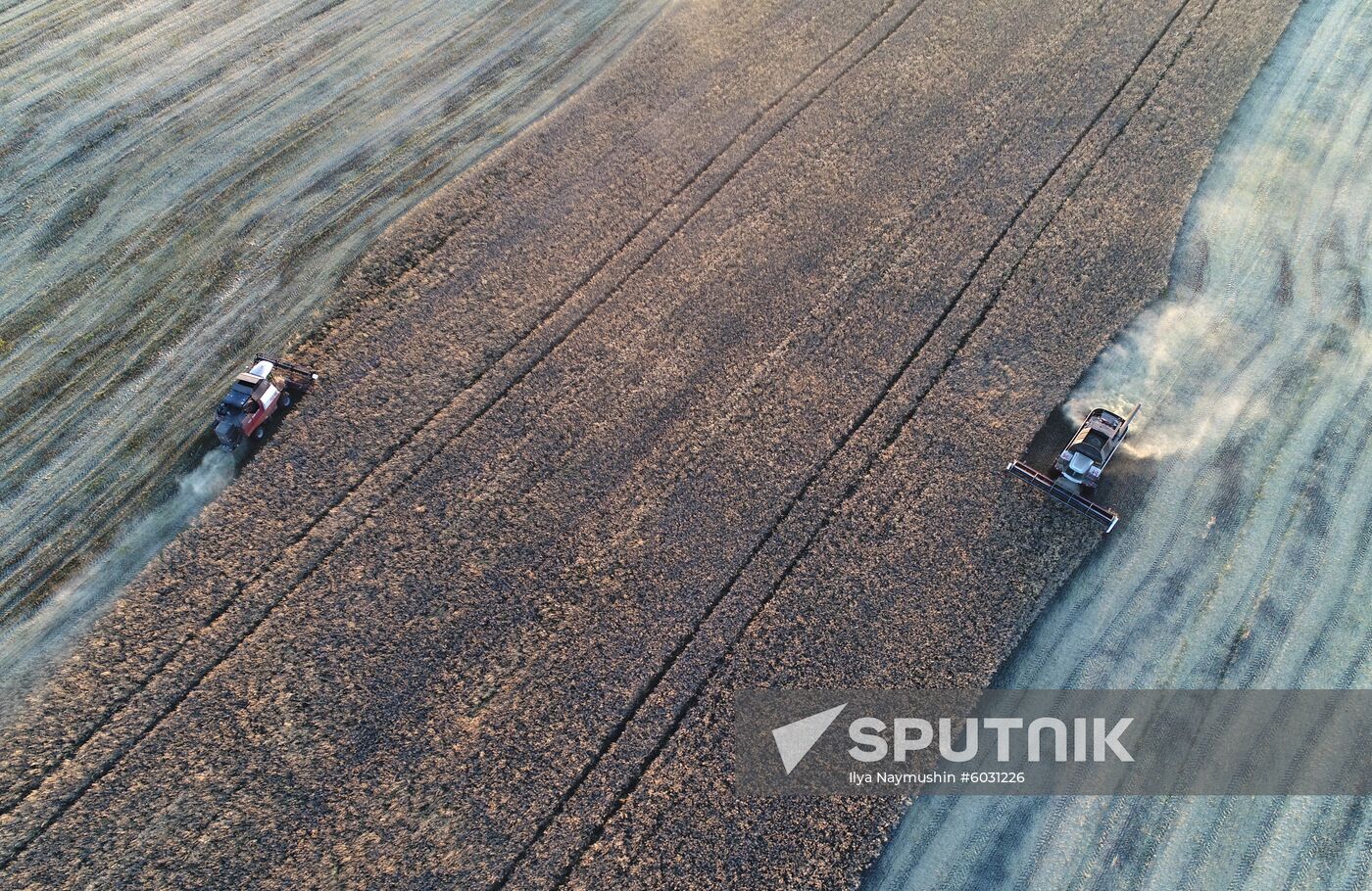 Russia Rapeseed Harvest