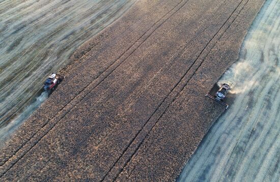 Russia Rapeseed Harvest