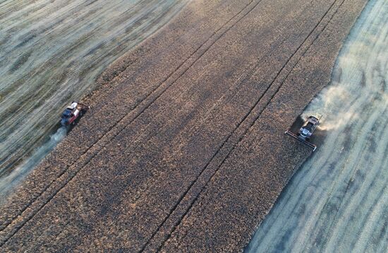 Russia Rapeseed Harvest