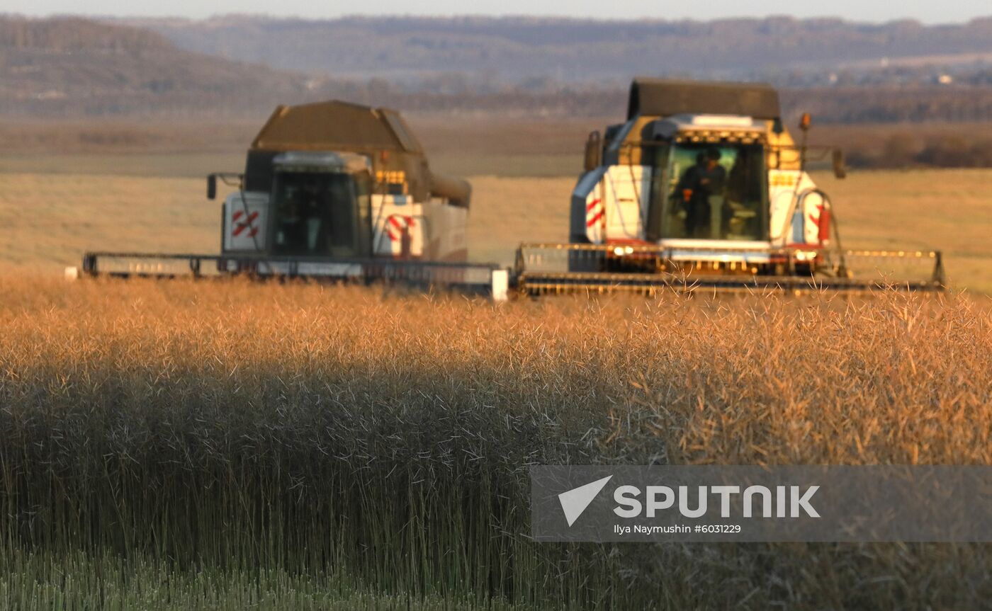 Russia Rapeseed Harvest