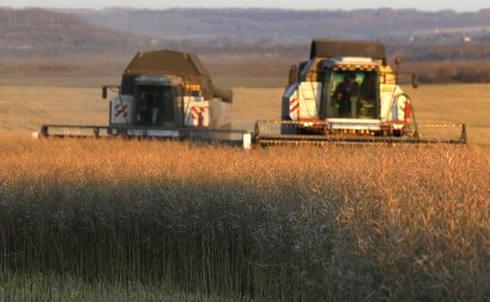 Russia Rapeseed Harvest