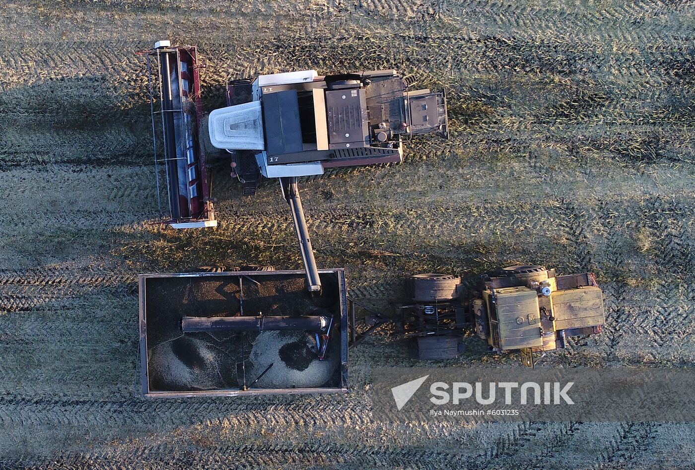 Russia Rapeseed Harvest