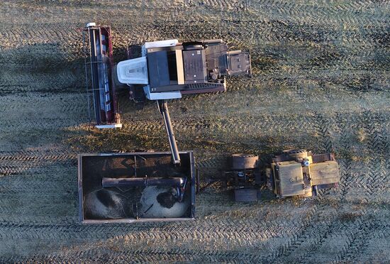 Russia Rapeseed Harvest