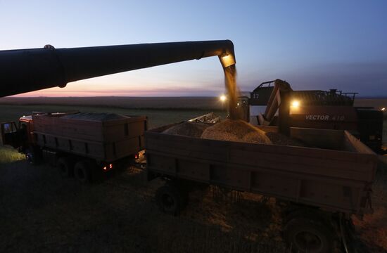 Russia Rapeseed Harvest