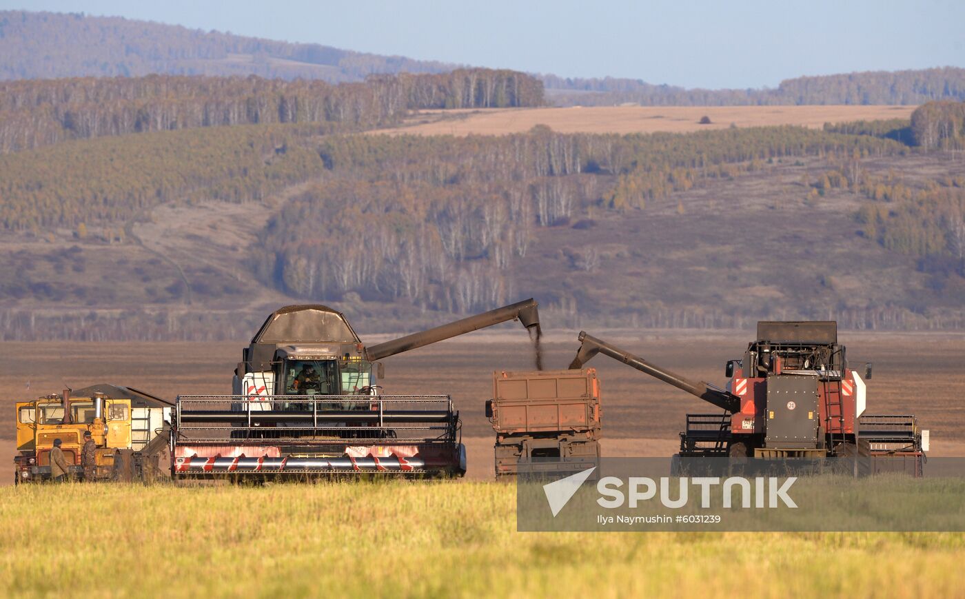 Russia Rapeseed Harvest