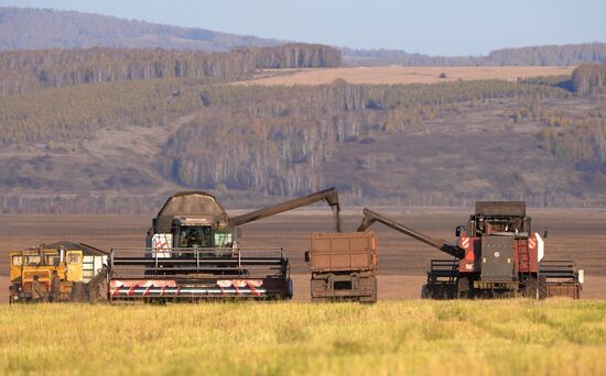 Russia Rapeseed Harvest