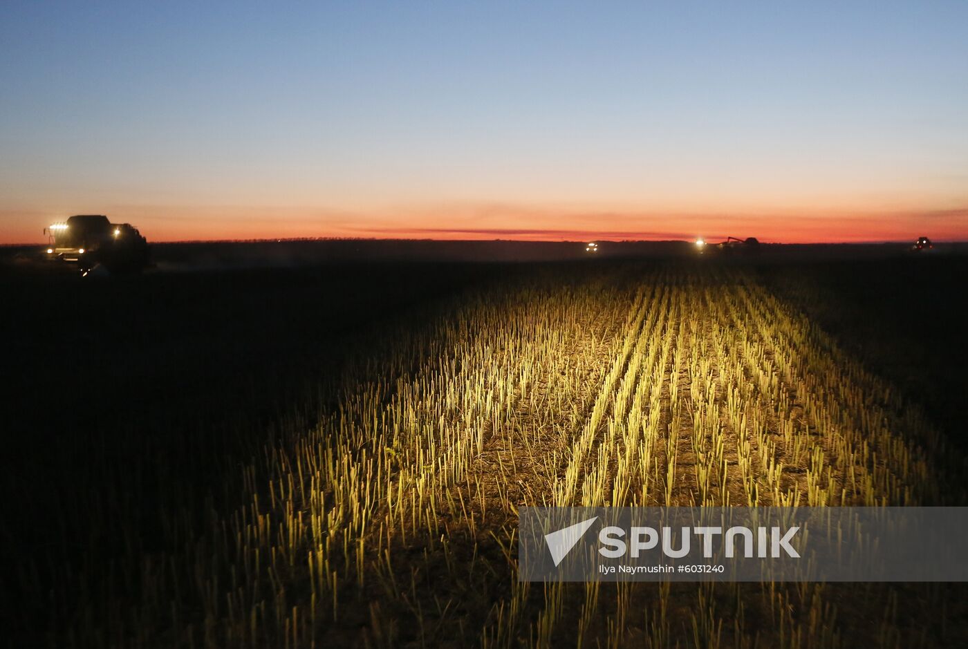 Russia Rapeseed Harvest