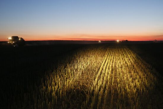 Russia Rapeseed Harvest